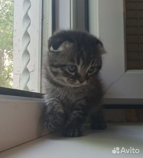 Котята шотландцы вислоухие