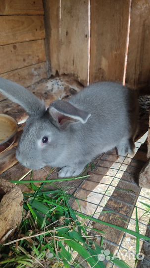 Кролики мясных пород