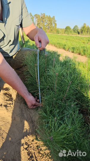 Сеянцы сосны окс