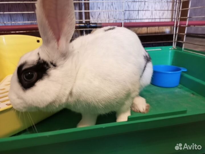 Декоративный кролик