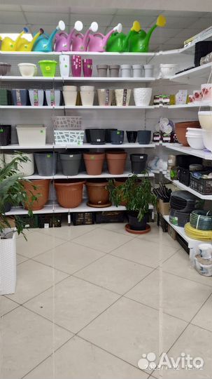 Монстера манки