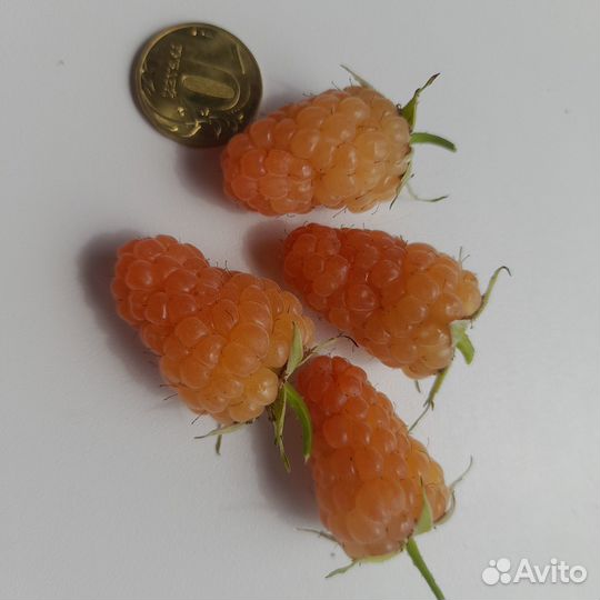 Саженцы малины 