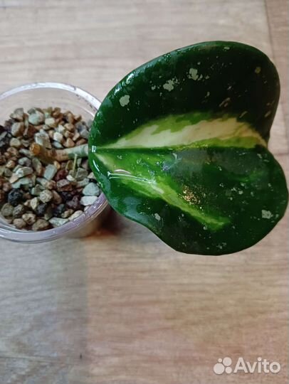 Хойя обовата вар,ан 049