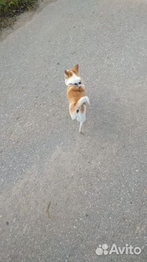 Вязка Чихуахуа