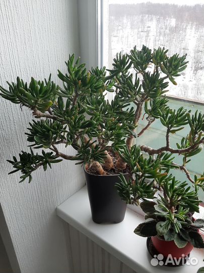 Комнатные растения цветы