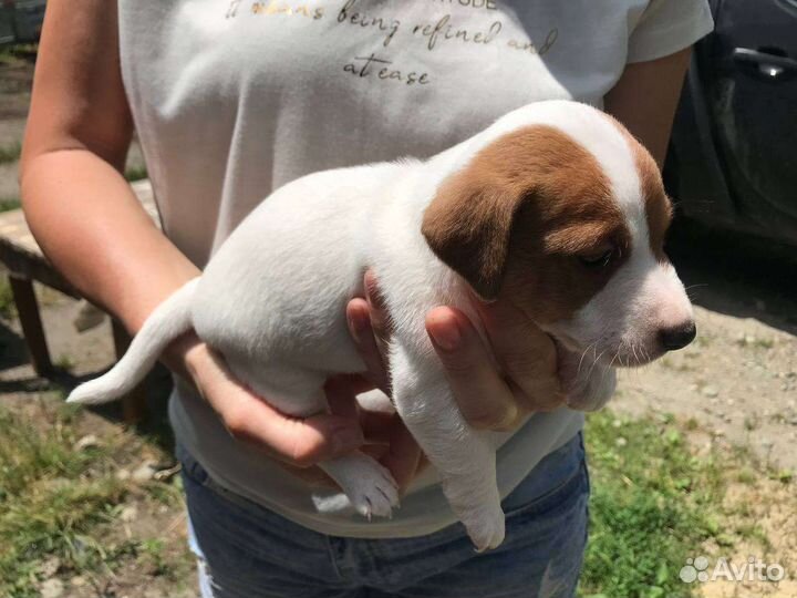 Щенки джек Рассел терьер