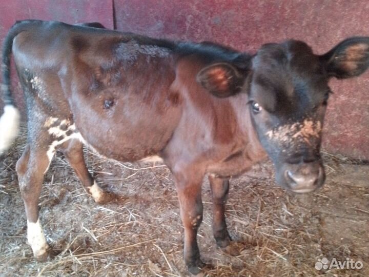 Телочка 5 месяцев