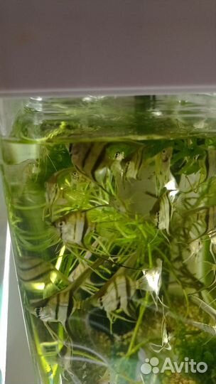 Подростки скалярии