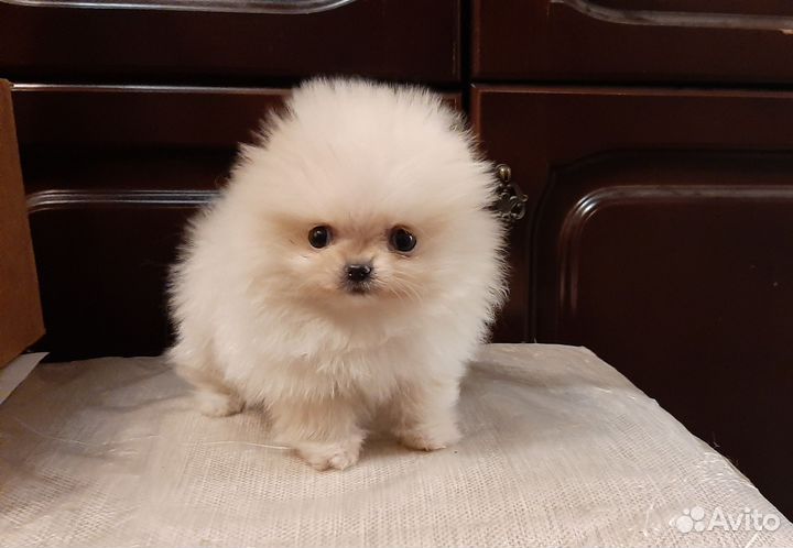 Мальчик пушистое облачко