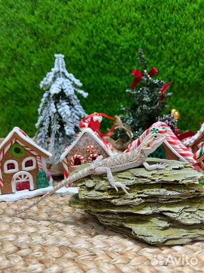 Бородатая агама малыши