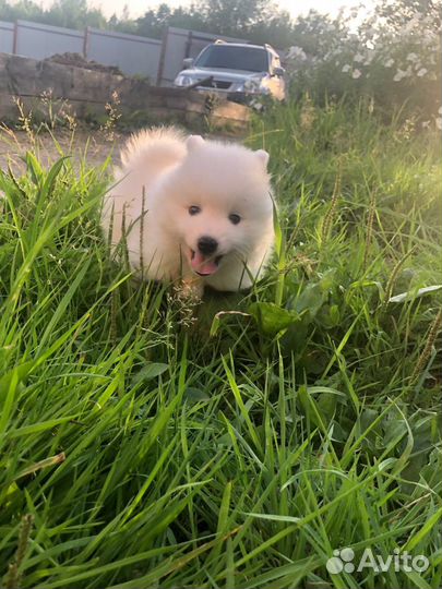 Японский шпиц