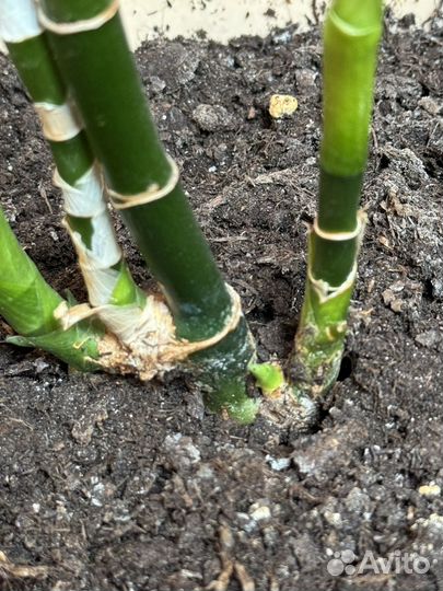 Драцена sandero