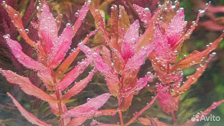 Аквариумные растения