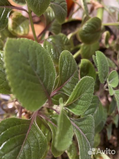 Мята декоративная комнатная