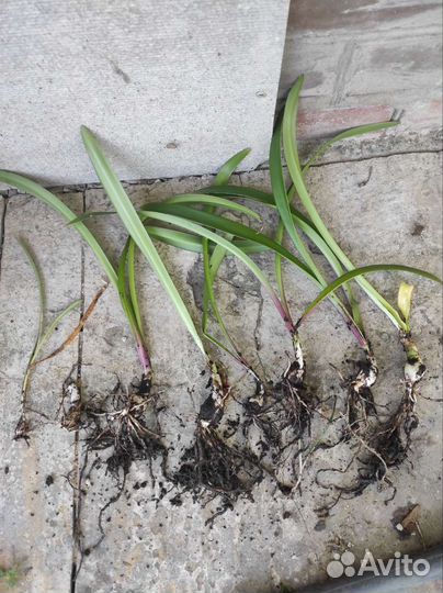 Продам цветы комнатные