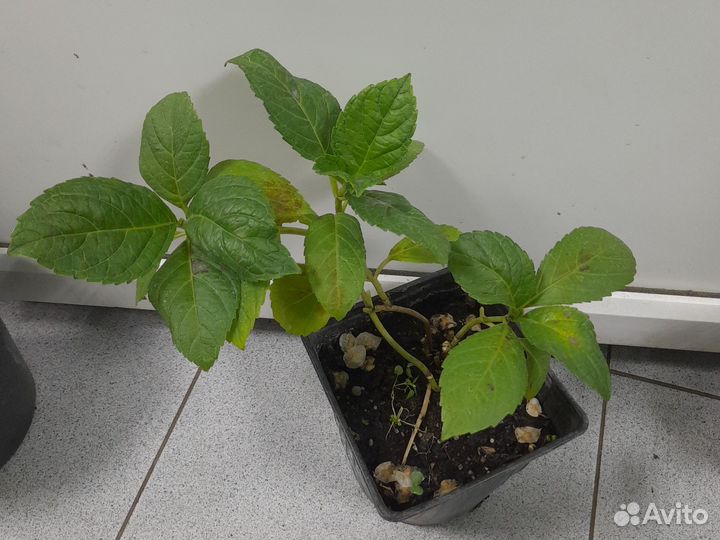 Гортензия Маризи Перфекта (саженцы)