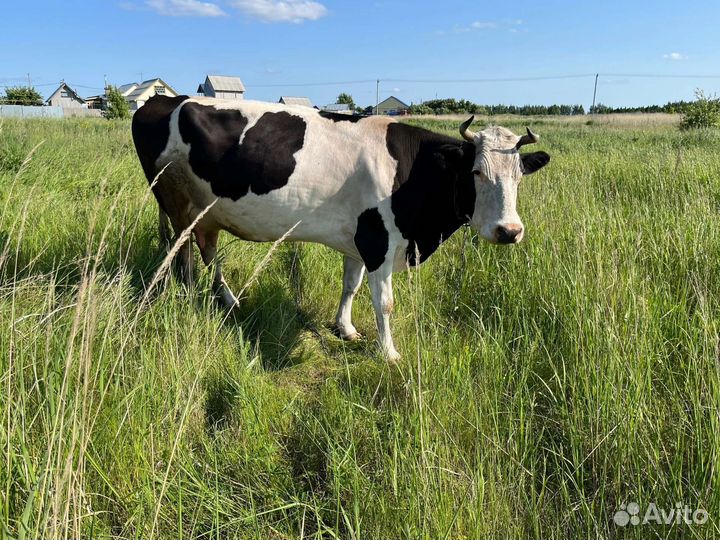 Корова дойная