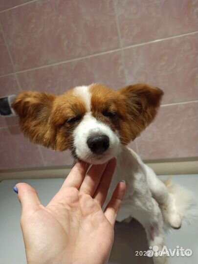 Приведу в порядок собачку