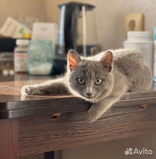 Молодая стерилизованная кошечка