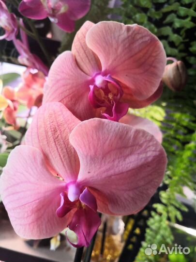 Орхидея биг лип Maxima