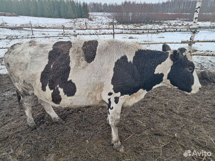 Корова стельная