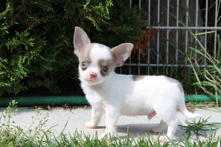 Мальчишки чихуахуа лилового окраса г.ш. и д.ш