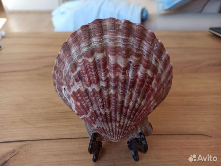 Морская раковина