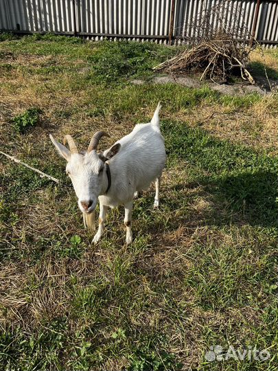 Продаю Козу