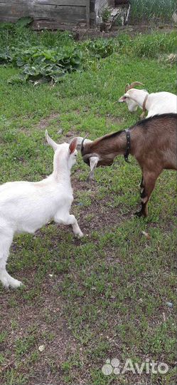 Коза дойная