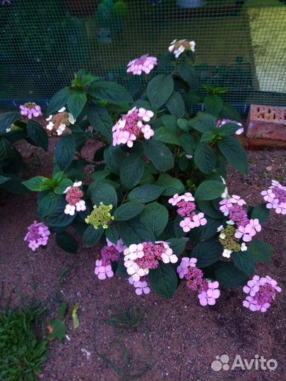 Гортензия крупнолистная пильчатая