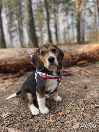 Щенки бигль 7 месяцев