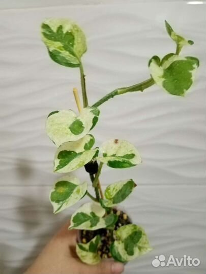 Лианы, сциндапсусы, монстеры, филодендроны