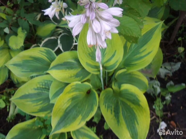 Хосты необычной окраски