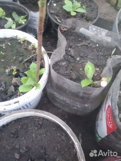 Гортензия Анабель, Спирея японская