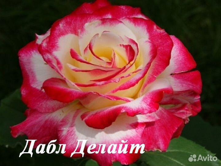 Саженцы чайно-гибридных роз