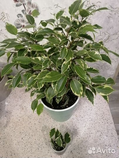 Фикус кинки