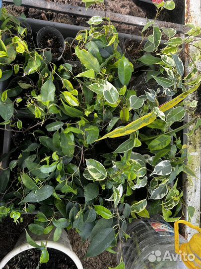 Комнатные растения, цветы