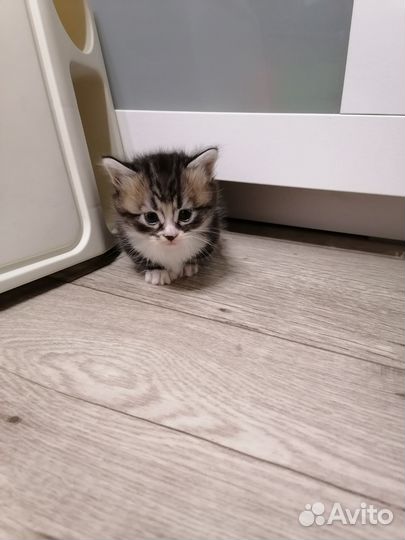 Котята породы манчкин