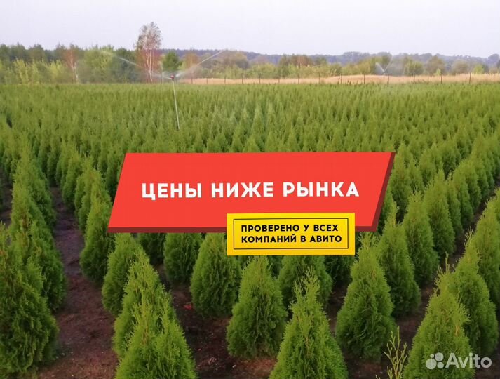 Туи в ассортименте: Колумна, Брабант, Смарагд