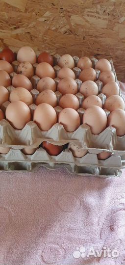 Инкубационное яйцо кучинская юбилейная, цыплята