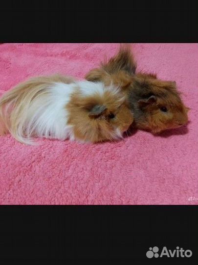 Морские свинки