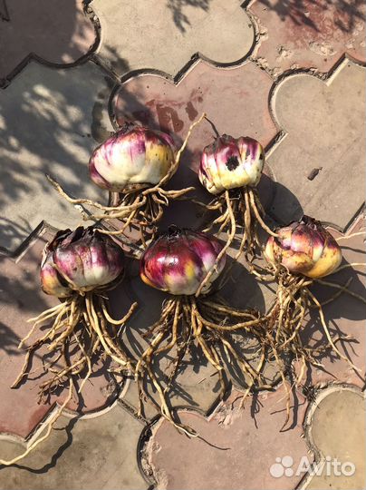 Лилия ‘Beverly Dream’