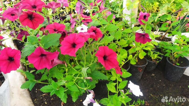 Тайдалы и вегетативная петуния