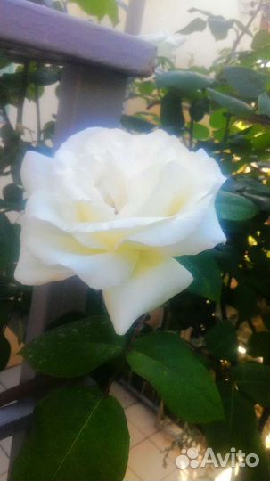 Роза белая