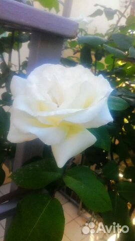 Роза белая