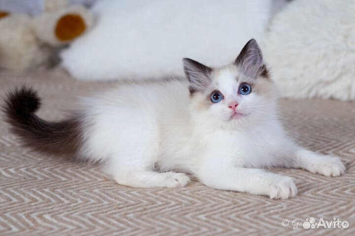 Мальчик рэгдолл сил биколор