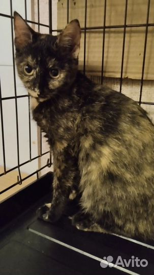 Кошка черепашка