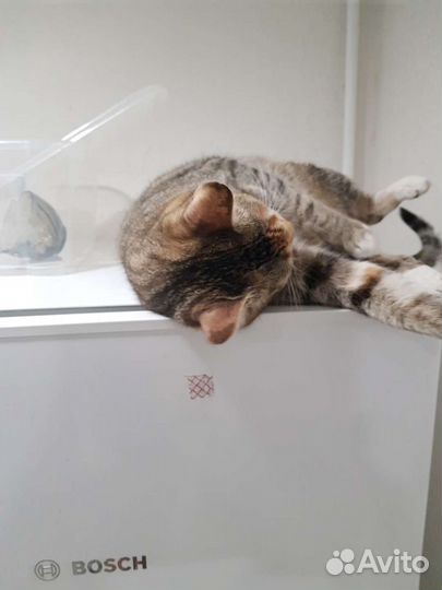 Трехцветная красавица Кира ищет дом