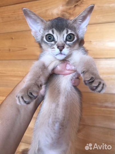 Абиссинские котята