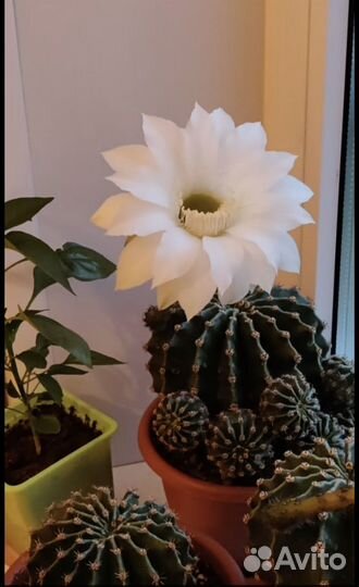 Кактус эхинопсис